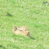 Distant hare