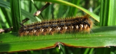 Caterpillar of the Drinker moth