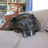 Bertie