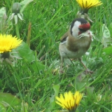 goldfinch & dandelions