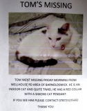 Missing cat 230515