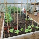 polytunnel02