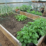 polytunnel03