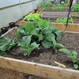 polytunnel05