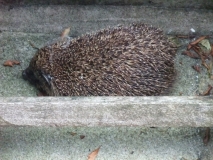 SPIKE