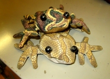 Stanleys frogs