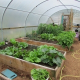 polytunnel06