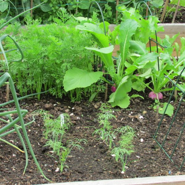 polytunnel07