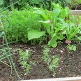 polytunnel07