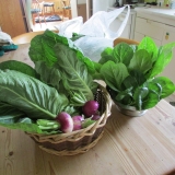 harvest1