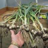 harvest2