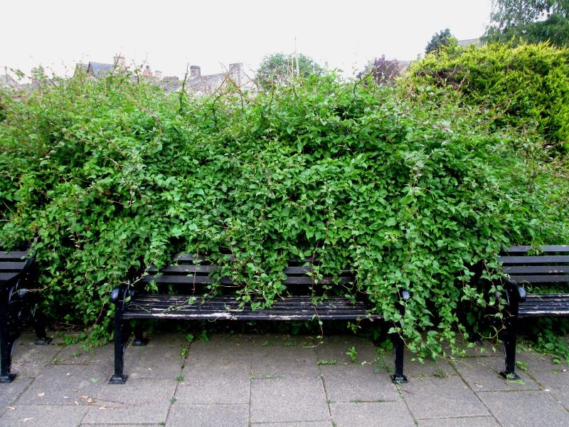 Triffid bench 140615