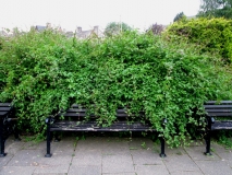 Triffid bench 140615