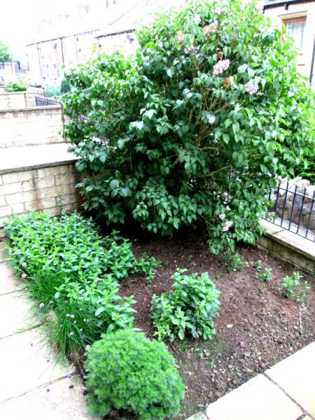Front garden 210615
