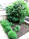 Front garden 210615