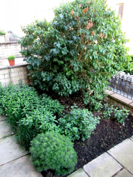 Front Garden 030715