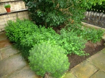 Front garden 22072015