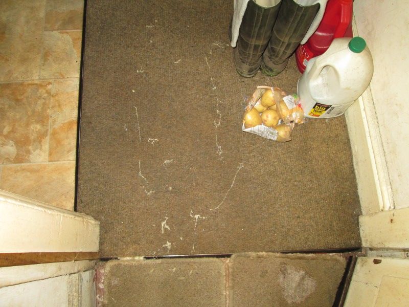 SHED 05  280715