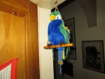 Merrythoughts parrot