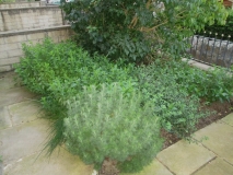 Front Garden 100815