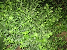 Stanley's shrub