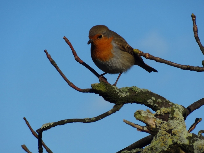 robin