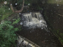 Butts Beck 230815