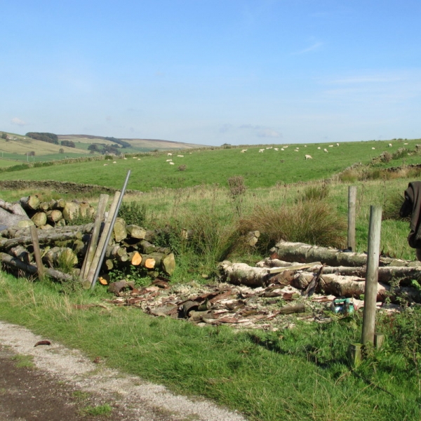 Wood pile