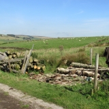 Wood pile