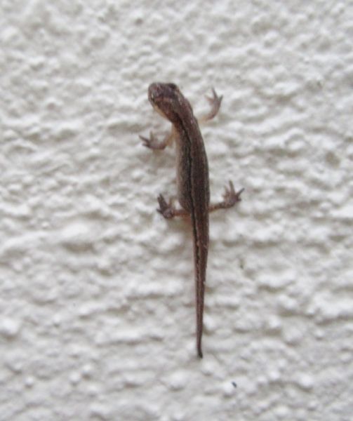 Newt on wall