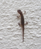 Newt on wall