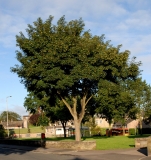 Happy tree August 2012