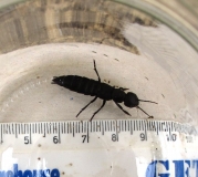 Beetle larva, October 2015