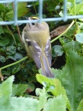 Goldcrest2