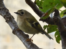 Goldcrest1