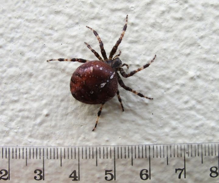 Spider on house wall, Somerset